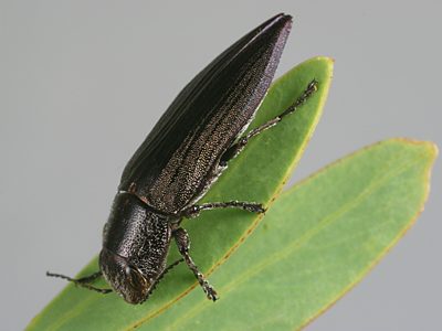 Melobasis sp. Dark grey costate, PL1031A, on Acacia wattsiana, NL, 14.9 × 4.7 mm